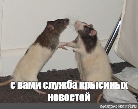 Крысы сплетни Мем