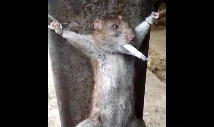 Курящая крыса