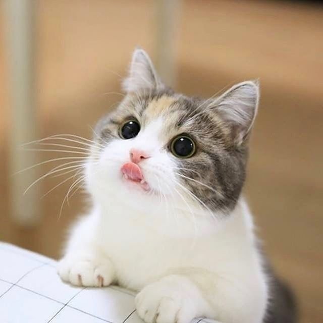 Милая котейка