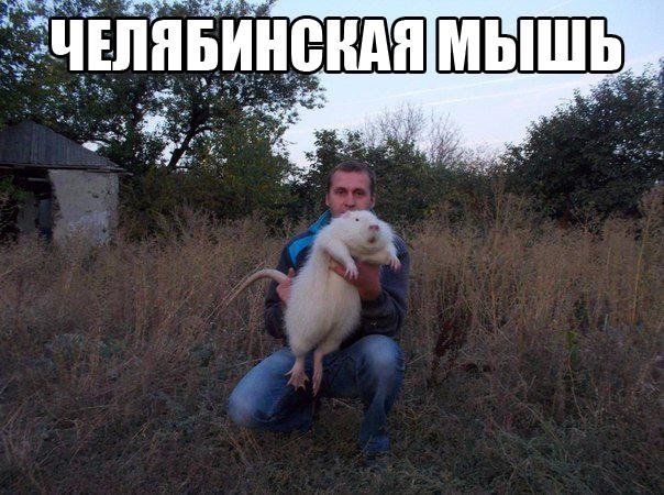 Челябинская мышь