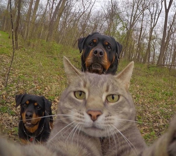 Селфи кота Мэнни