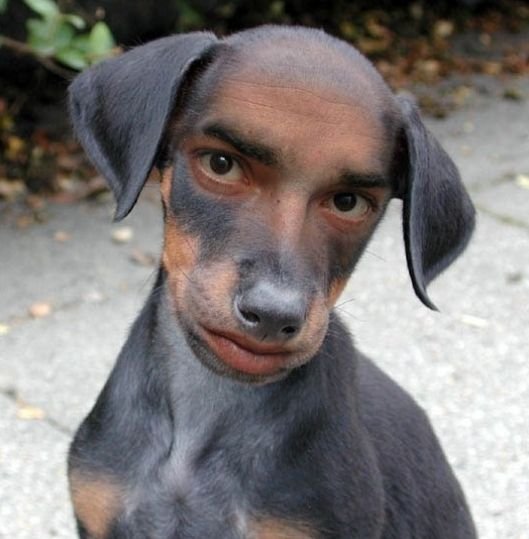 Страшные маленькие собачки