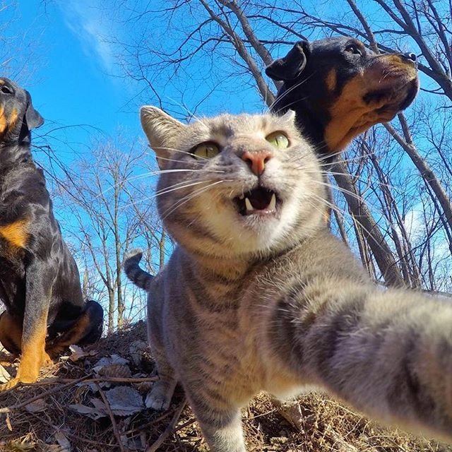 Селфи кота на фоне собак