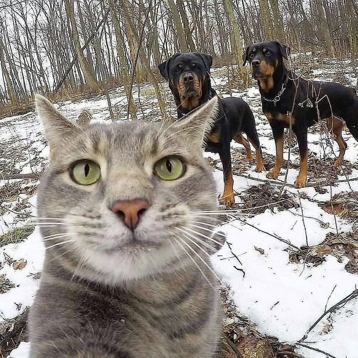 Серый кот селфи