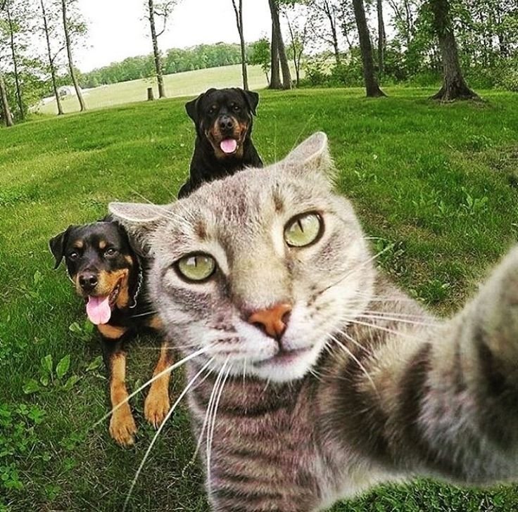 Селфи кота с собаками