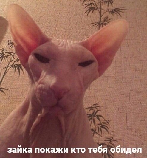 С котом лысым