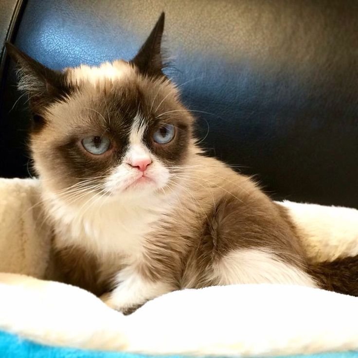 Порода кошки Грампи Кэт