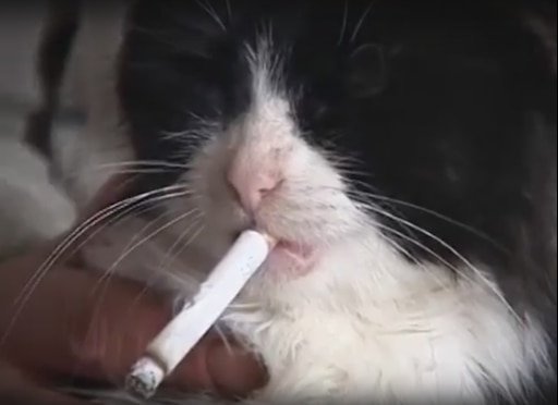 Курящий кот фото