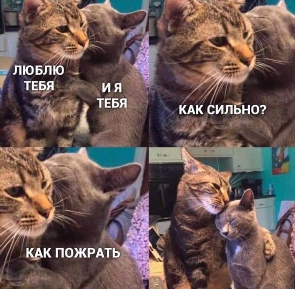 Мемы с котами картинки