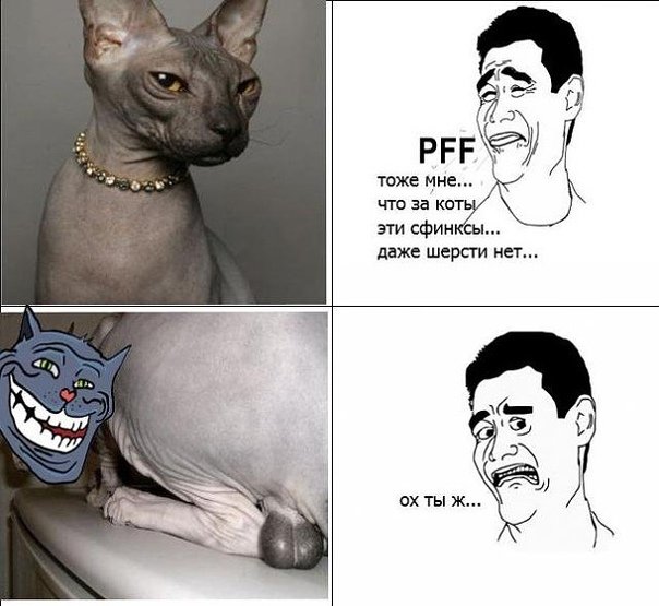 Сфинкс мемы