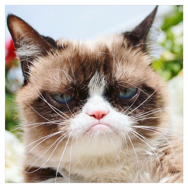 Недовольный котенок