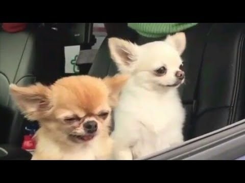 Сонная чихуахуа в машине