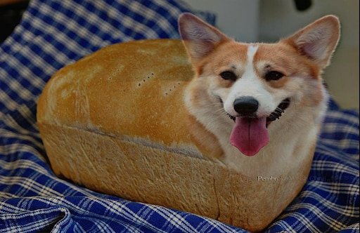 Корги блоптоп