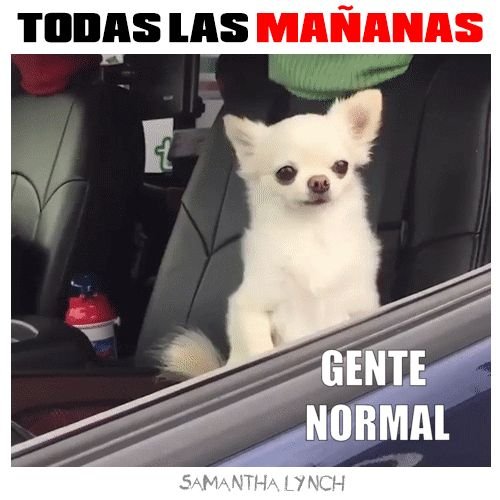 Чихуахуа в машине Мем