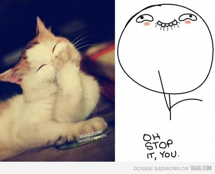 Мемы с котиками