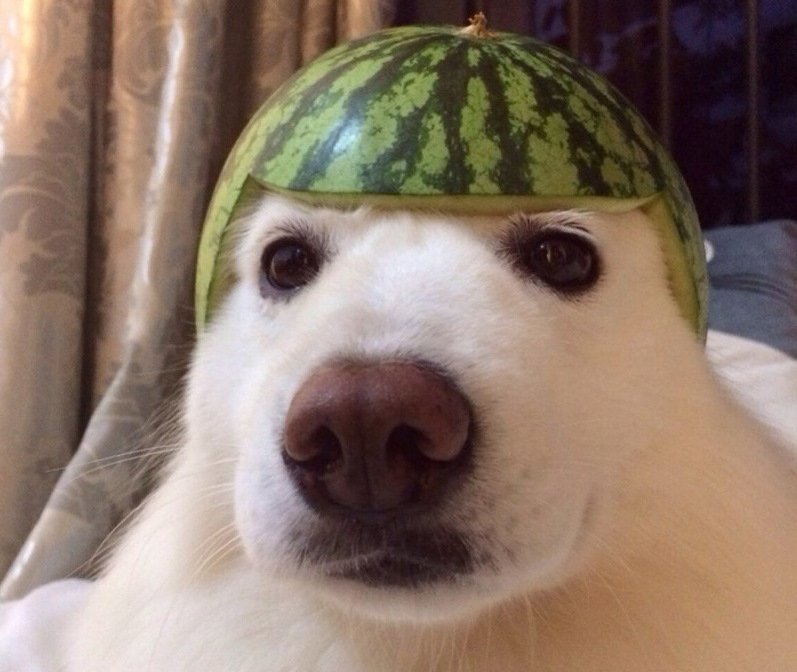 Собака с арбузом