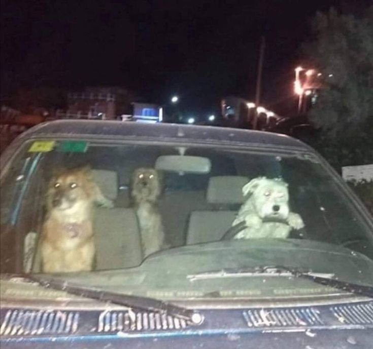 Собака за рулем