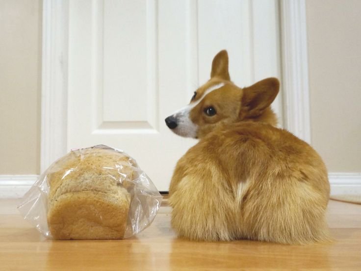 Корги Буханка