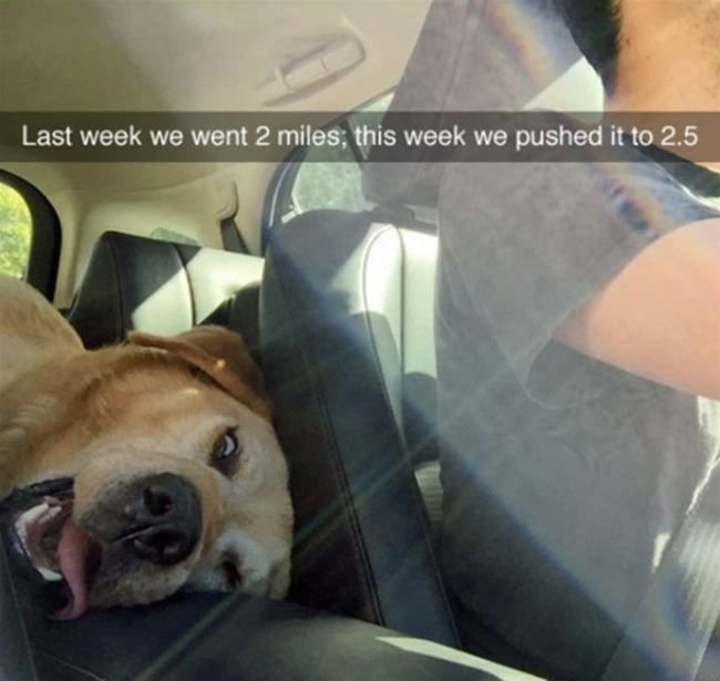 Собака в машине