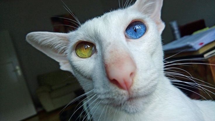 Кот с большим носом