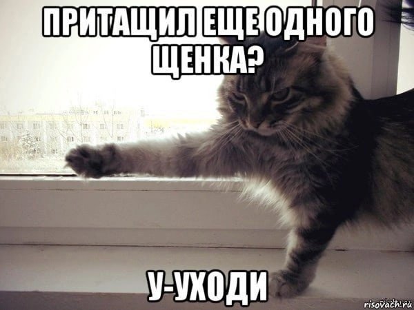 Уходи кот Мем