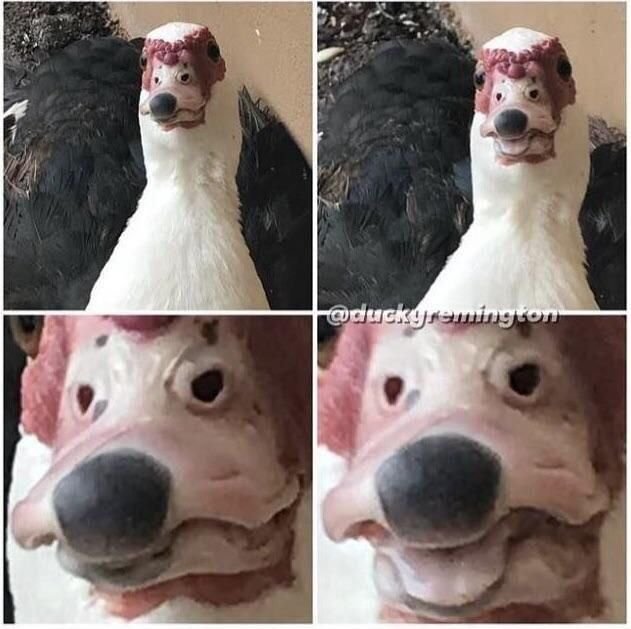 Гусь и собака