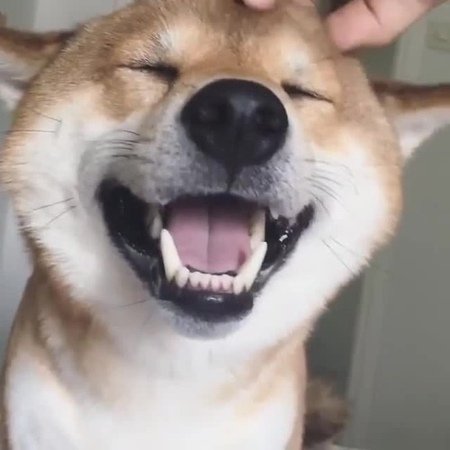 Улыбающийся пес