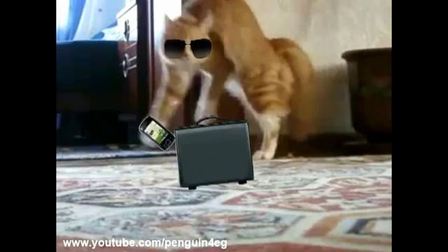 Кот ушел видео