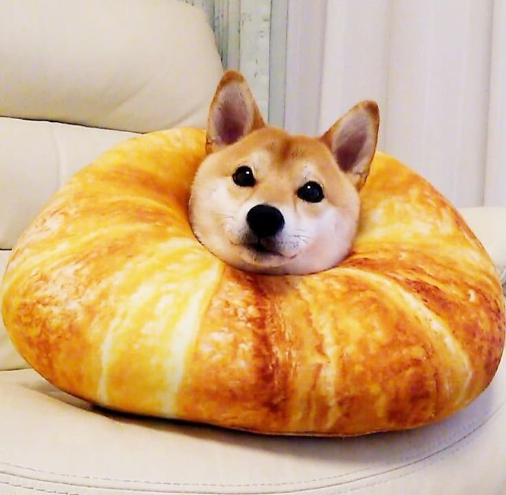 Сиба ину хлеб