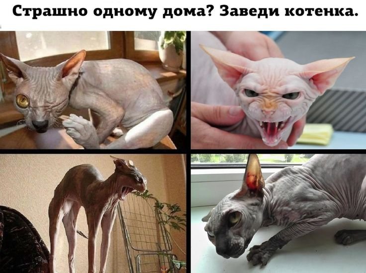 Лысый кот