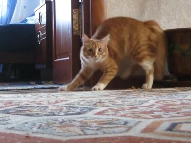 Кот встал на дыбы