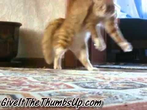 Кот ушел красиво