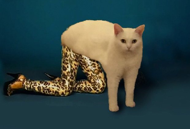 Упоротые кошки