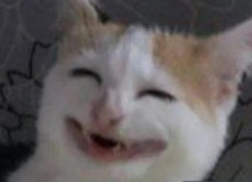 Плачущий кот в костюме банана