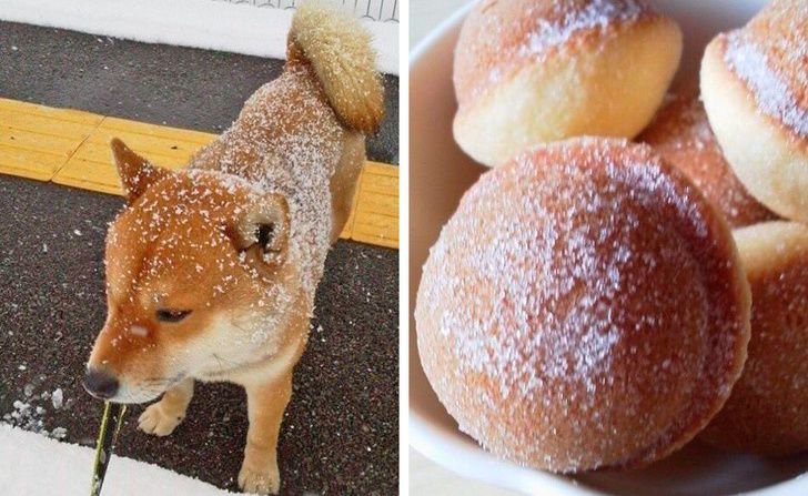 Собака булка