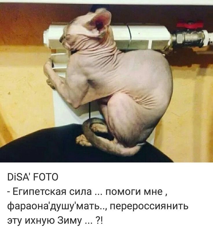 Мемы про сфинксов кошек