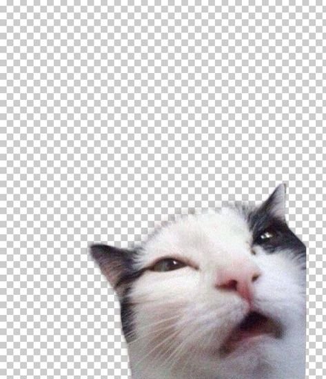 Смешной кот фотошоп