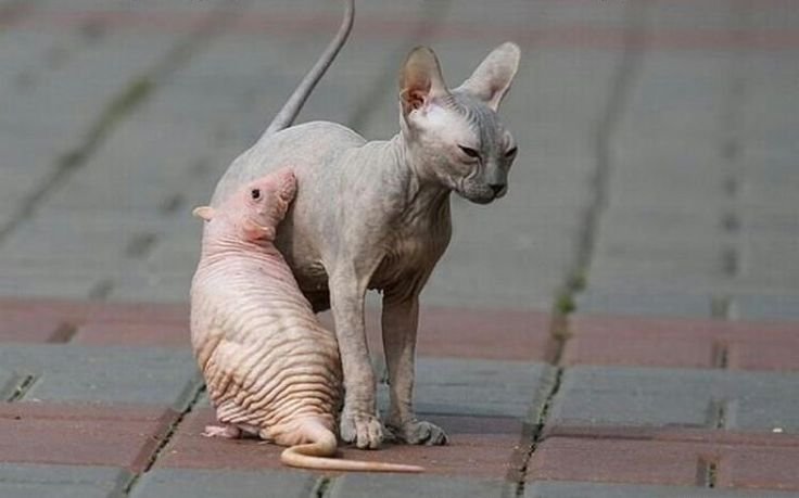 Сфинкс приколы