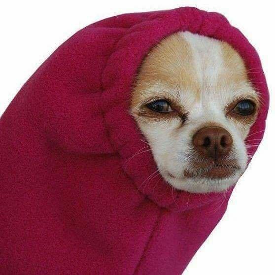 Чихуахуа в капюшоне