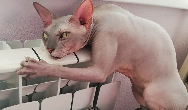 Канадский сфинкс альбинос