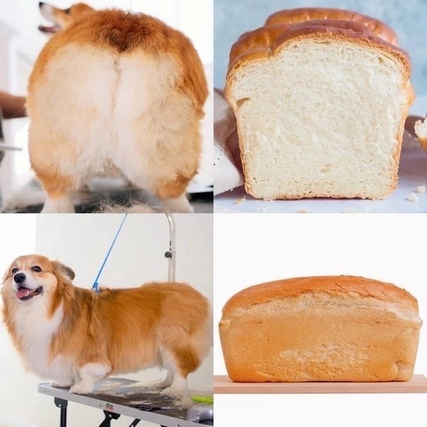 Корги Хлебушек