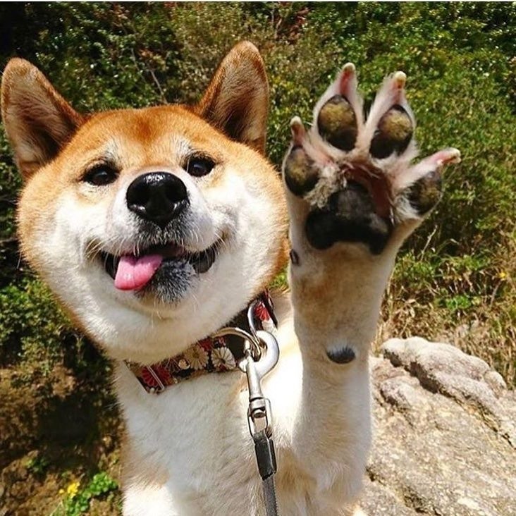 Собака здоровается