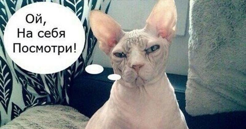 Толстый сфинкс