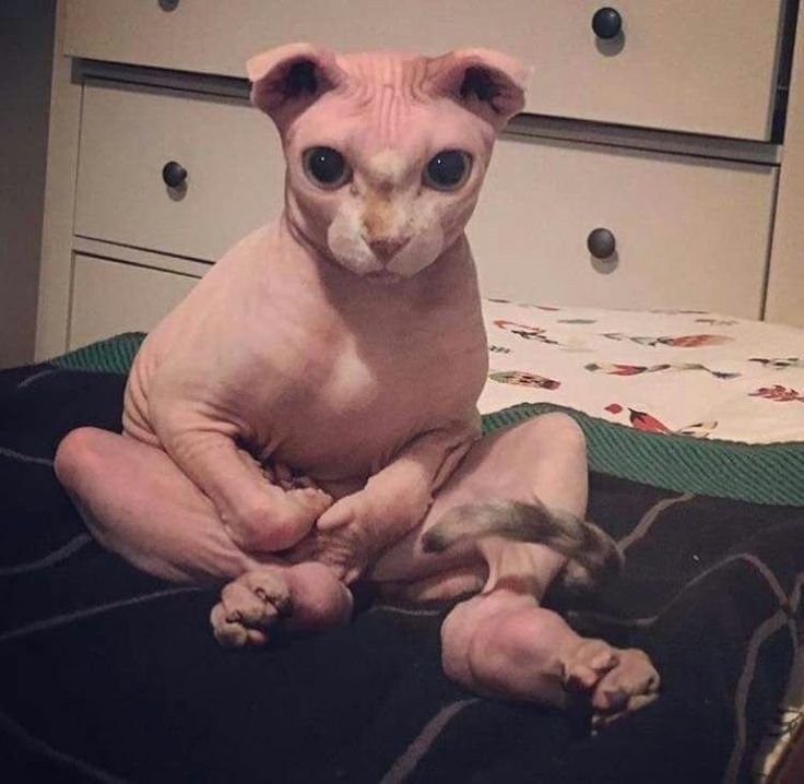 Лысая кошка сфинкс