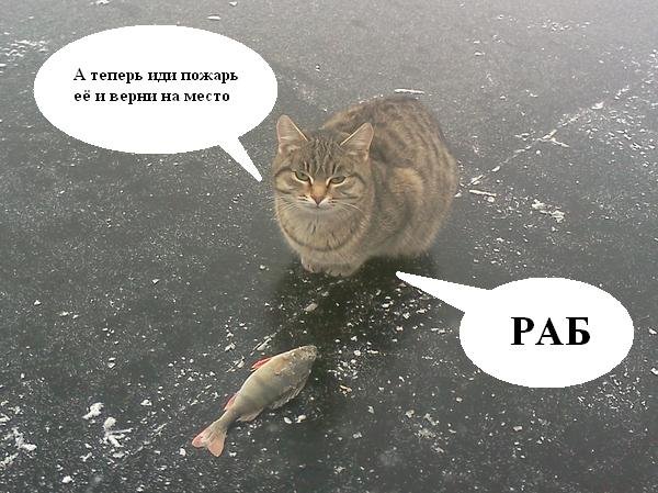 Коты мемы про рыбу