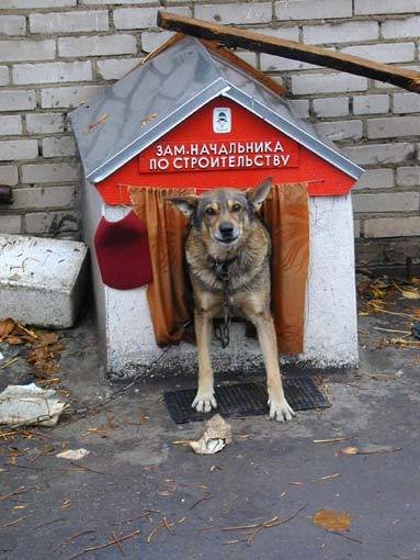 Прикольные собачьи будки