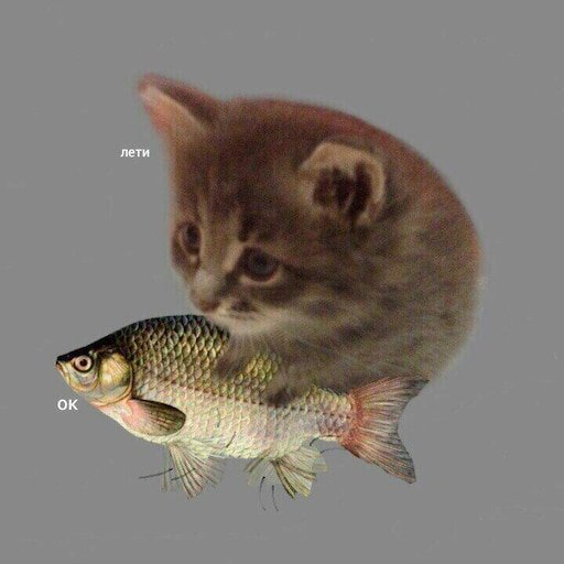 Мем про кота и рыбу