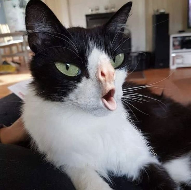 Странные кошки