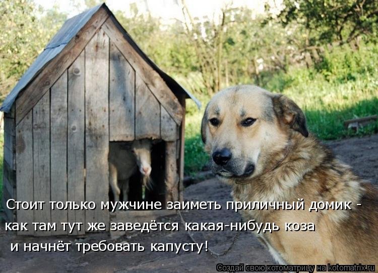 Собака с конурой