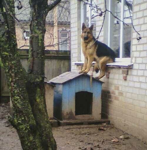 Пес в будке